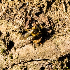 Andrena clarkella