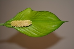 Spathiphyllum cochlearispathum