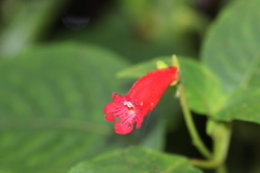 Kohleria inaequalis