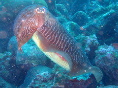 Octopus