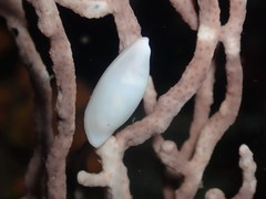 Simnia spelta