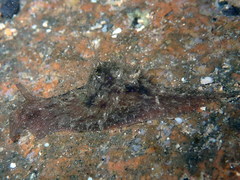 Stylocheilus polyomma