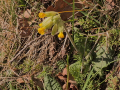 Primula veris veris
