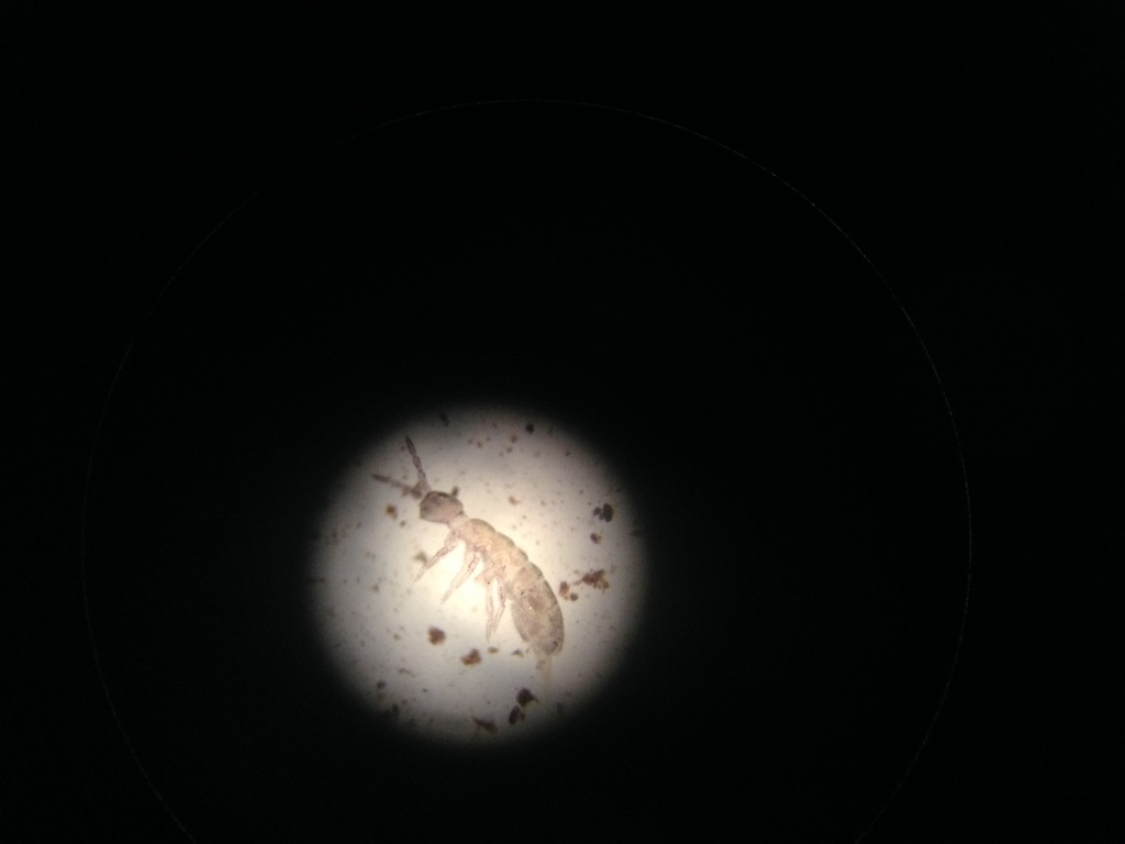 Smooth Springtails from 50 centennial avenue, christchurch on May 5 ...