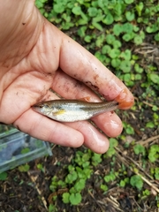 Nocomis leptocephalus