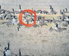 Branta hutchinsii hutchinsii