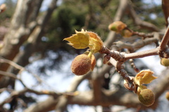 Platanus × hispanica
