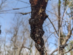 Trichothecium roseum