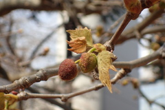 Platanus × hispanica
