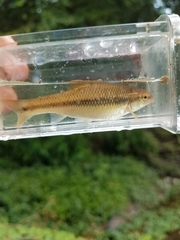 Nocomis leptocephalus