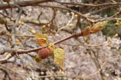 Platanus × hispanica