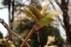 Platanus × hispanica