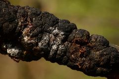 Trichothecium roseum