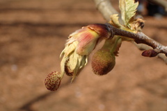 Platanus × hispanica