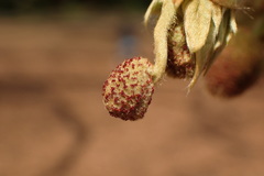Platanus × hispanica