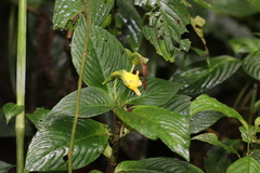 Balsaminaceae