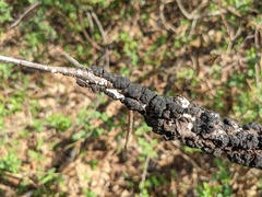 Trichothecium roseum