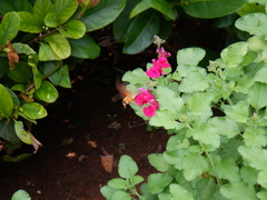 Macroglossum trochilus