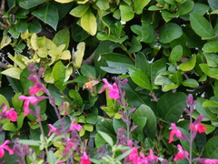 Macroglossum trochilus