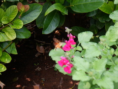 Macroglossum trochilus