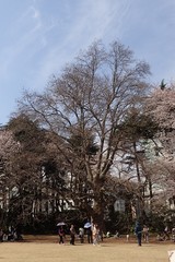 Platanus × hispanica