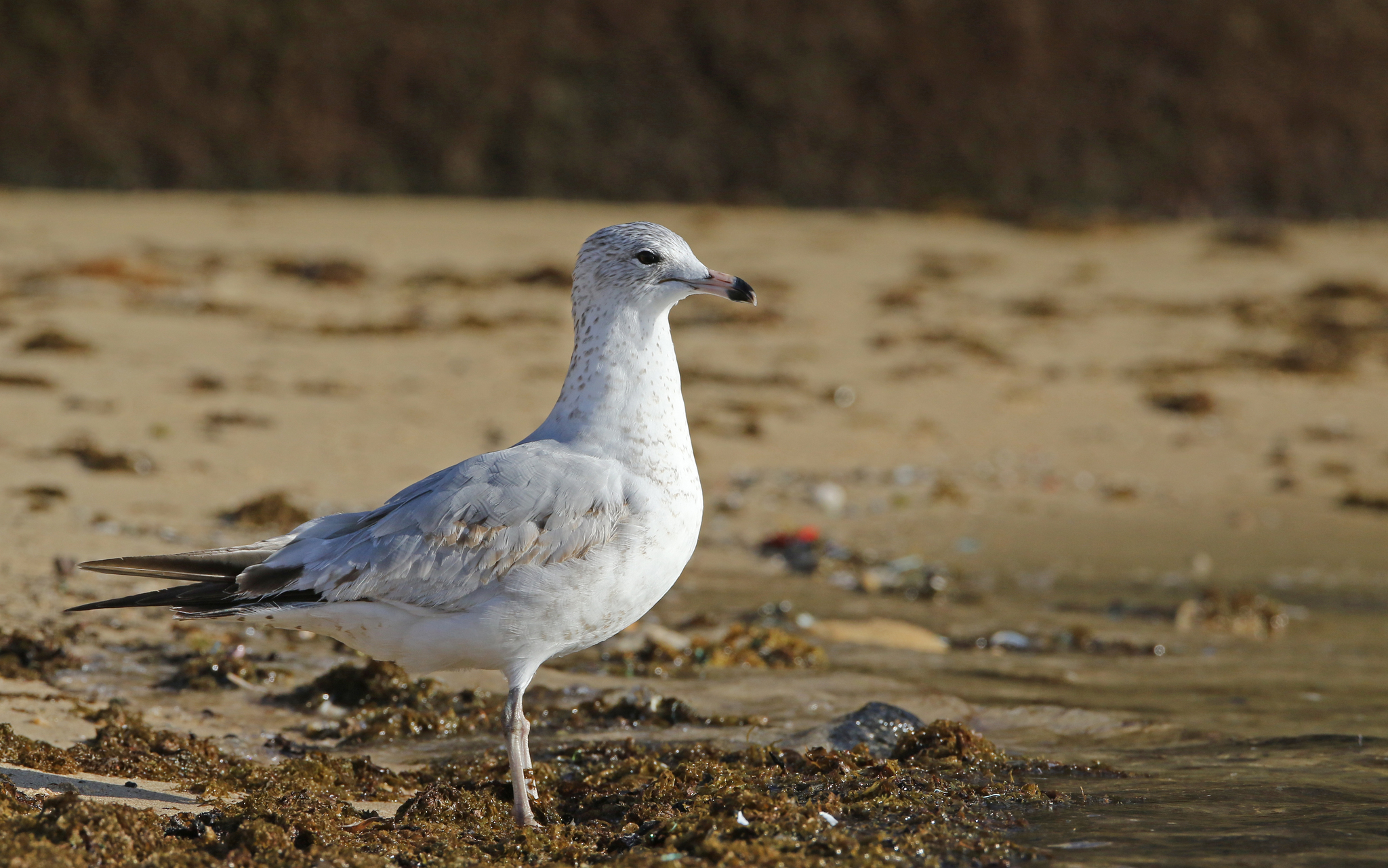 Gaviota pico anillado