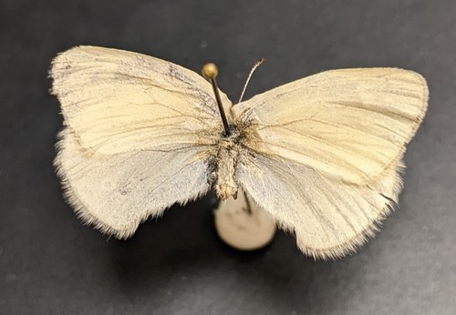 iNaturalist observation photo of Common Ringlet