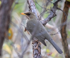 Turdus amaurochalinus