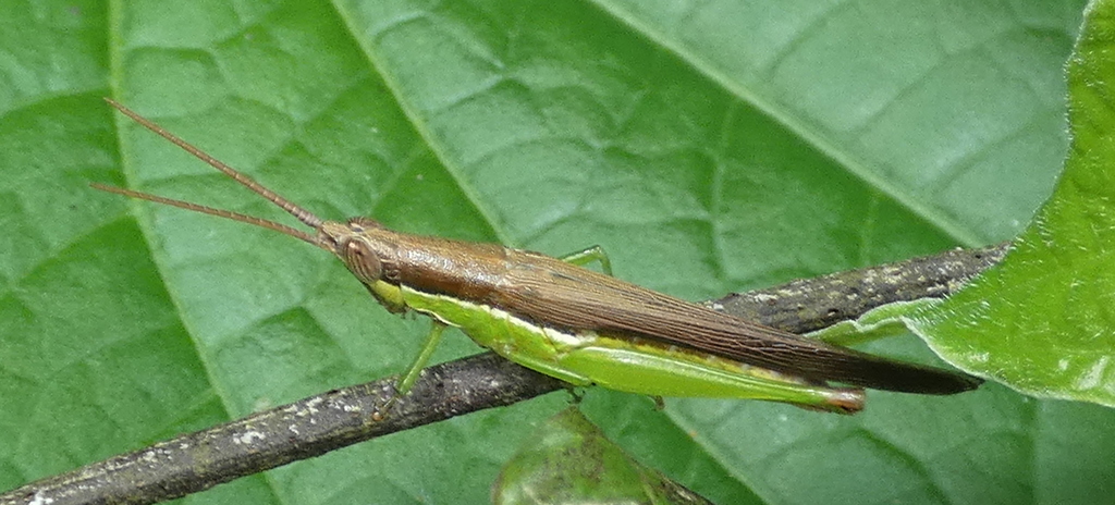 Stenopola dorsalis
