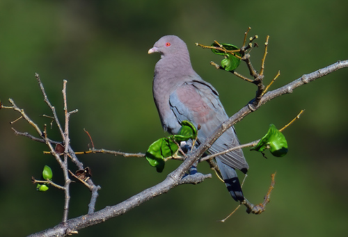 Red-billed Pigeon