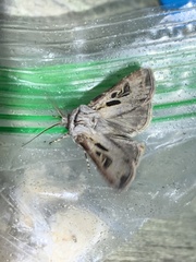 Agrotis vancouverensis