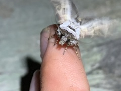 Agrotis vancouverensis