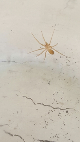 Apache Recluse