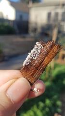 Ceratiomyxa fruticulosa