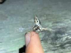 Agrotis vancouverensis