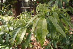 Aucuba japonica