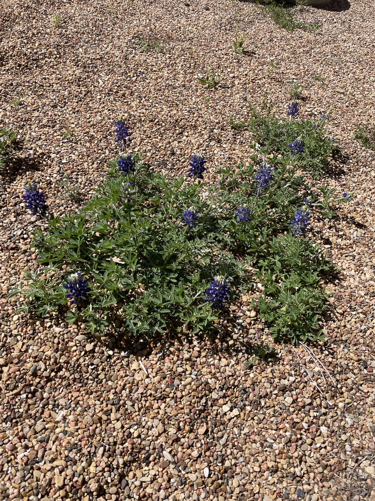 Texas from Texas A&M University, College Station, TX, US on