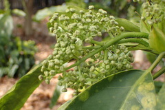 Aucuba japonica
