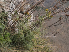 Jacobaea adonidifolia