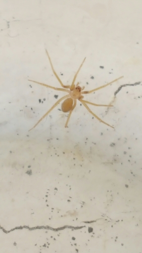 Apache Recluse
