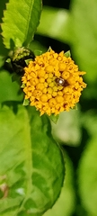 Bidens pilosa image