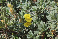 Helianthemum stipulatum