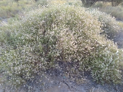 Convolvulus virgatus