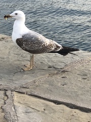 Larus michahellis