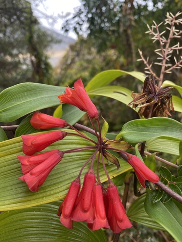Bomarea hirsuta