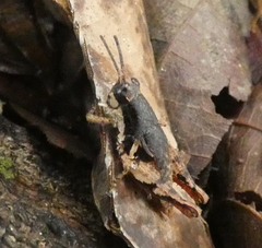 Eujivarus meridionalis