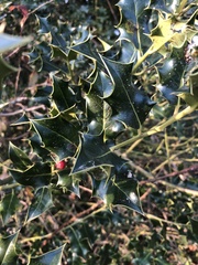 Ilex aquifolium