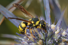 Parodontodynerus ephippium