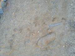 Paraechinus aethiopicus