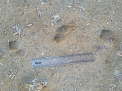 Paraechinus aethiopicus